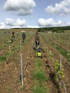 Région Grand Est : une visite au vignoble Taittinger constructive et positive.